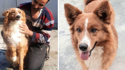 Australian Shepherd Dog Rescued from the Streets of Afghanistan Ready to be Part of a Forever Family