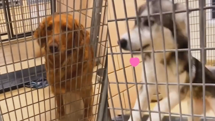 Watch: Shelter Dogs’ Pure Joy When They Learn They’re Finally Going Home