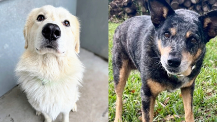 These are the 7 Best Dogs for First Time Dog Owners (& They’re All Up For Adoption)