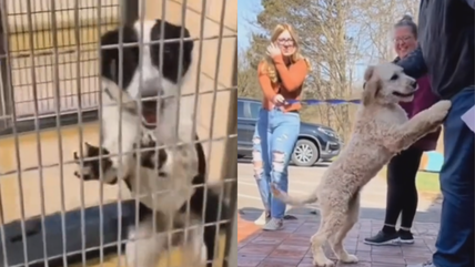 Shelter Dog’s Joy Captured as Forever Family Takes Him Home