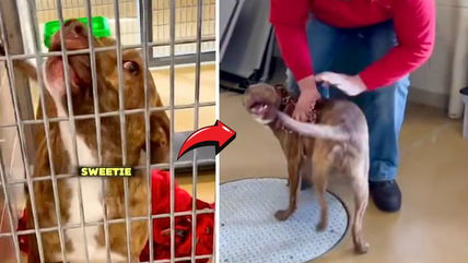 Shelter Pup’s Overwhelming Joy When He Learns He’s Been Adopted