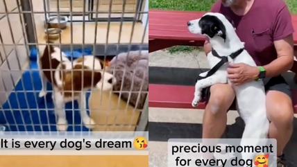 This Shelter Dog’s Reaction To Finding His Forever Home Will Melt Your Heart