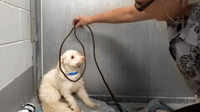 Watch the Heartwarming Moment a Shaking Dog Experiences His 1st Ever Groom