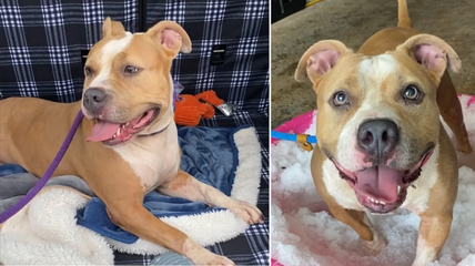 Shelter’s Sweetest Pit Bull Waits 600 Days for a Home. Shelter Staff Baffled.