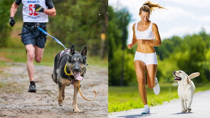 Top 10 Dog Breeds for Runners