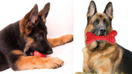 8 Essential Toys for German Shepherds