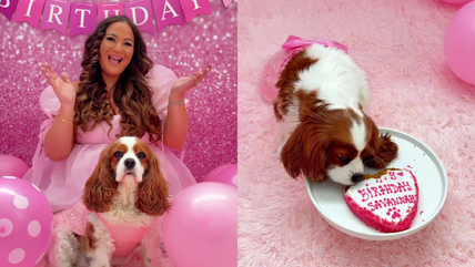 A Princess Paw-ty! Watch This Cavalier’s Glamorous 8th Birthday Celebration