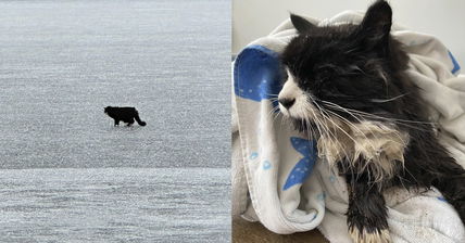 This Elderly Blind Cat Was Rescued By Good Samaritans After Getting Stuck On A Floating Piece Of Lake Ice