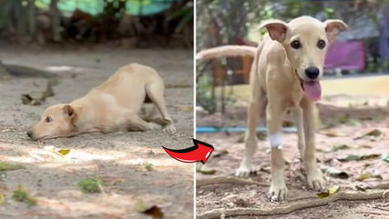 Brain-Injured Pup Couldn’t Eat or Walk—Now She’s Running Toward Her Happily Ever After