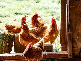 What Are Cage-Free Eggs? New Organic Regulations Help Define Things, But Consumers Still Need to Do Their Homework