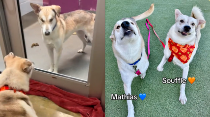 Happy Tears as Brother Dogs Separated at the Shelter Reunite After a Month Apart!