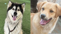 These 6 Calm, Gentle Dogs Are Looking for Forever Homes: Could One Be Yours?