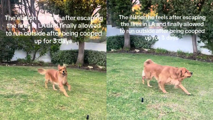 Golden Retriever’s Happy Sprint After Escaping LA Fires Captures Hearts