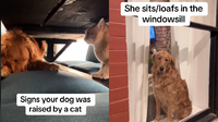 This Golden Retriever Thinks She’s a Cat—Maple’s Viral TikTok Will Make You Laugh Out Loud