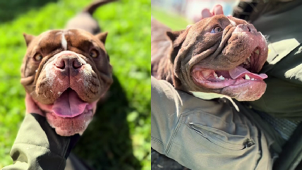 This Shelter Dog’s Adorable Wobble Run Hides a Painful Secret—Now He Needs a Hero to Help Him Heal