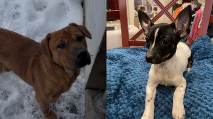 13 Dogs Abandoned in Freezing Cold—Now They Desperately Need Forever Homes