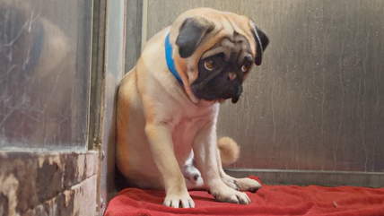 Terrified PUG Won’t Let ANYONE Close After Being Brought to the Shelter Valentines Day 😔