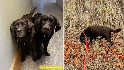 The Remarkable Role of Detection Dogs in Saving the Environment One Sniff at a Time