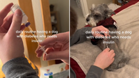 Pet Owner’s Heartfelt TikTok Reveals Daily Life with Diabetic Dog