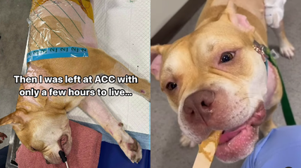 Owner Dumps Injured Pit Bull 7 Days After Car Accident, Rescuers Race Against Time To Save His Life