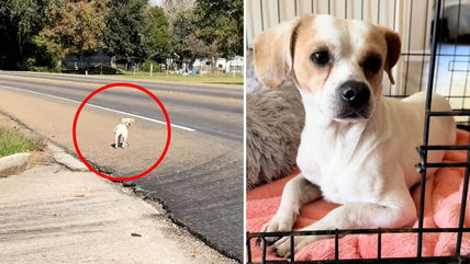 Dumped Dog Roamed Busy Road, Lost & Confused — Then Hope Arrived