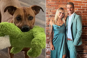 Newlywed Atlantic Beach couple’s dog shot while they were out of town on honeymoon