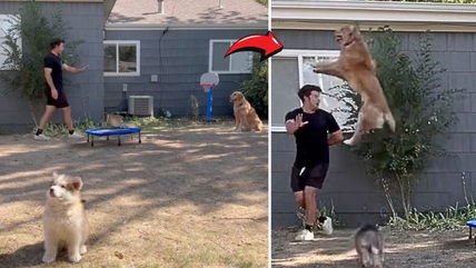 Golden Retriever’s Trampoline Stunt Sends Owner Crashing—TikTok Can’t Stop Laughing