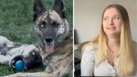 Family Adopted Two Dogs 3 Years Apart—Stunned When DNA Test Reveals They Are Sisters