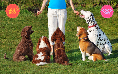 Training Your Dog Without Losing Your Mind: How to Choose Between Old-School and Modern Methods