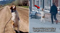 Watch as this Dog Learns to Walk Upright Like a Human After a Terrible Accident.