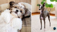 The 12 Best Dogs for Apartment Living