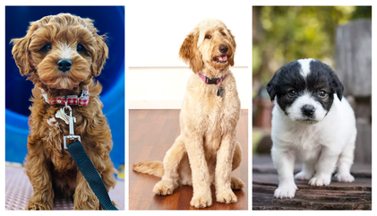 64 Doodle Breeds: Find the Perfect Hypoallergenic, Family-Friendly Dog [with photos]