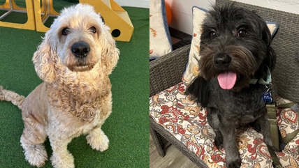 These 9 Fluffy Doodles Are Up for Adoption—And They’re Too Cute to Resist