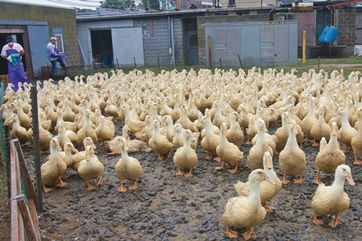 Bird flu forces Long Island farm to euthanize 99,000 ducks