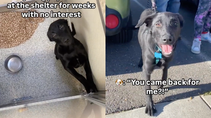 Watch Ember’s Emotional Reaction to Freedom After Weeks in a Kennel