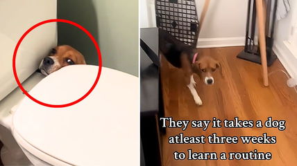 Watch the Moment a Fearful Beagle Finally Realizes She Can Trust Her New Family