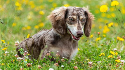 Why Everyone’s Obsessed with Fluffy Wiener Dogs—The Breed That’s Stealing Hearts Everywhere