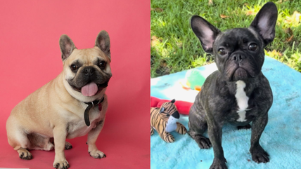 8 Gorgeous French Bulldogs Worth Thousands Are Up for Adoption!