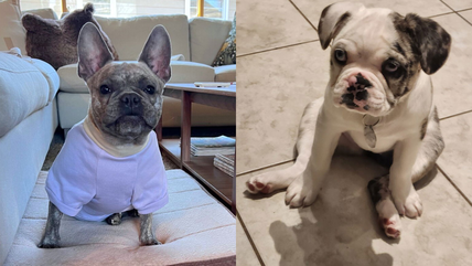 8 French Bulldogs Worth Thousands Are Up for Adoption