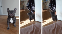 French Bulldog’s Hilarious Bed-Jump Fail Will Have You in Stitches