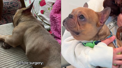 This French Bulldog Couldn’t Breathe or Eat—Until One Breakthrough Transformed His Life