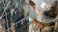 Wounded German Shepherd Abandoned in Freezing Temps Still Trusts Humans With Her Life