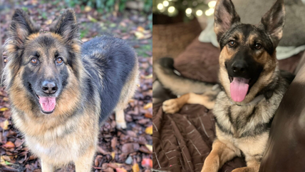 These 9 Purebred German Shepherds Are Ready for Adoption