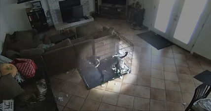 Chilling Camera Footage Captures A “Ghost” Removing A Dog’s Collar