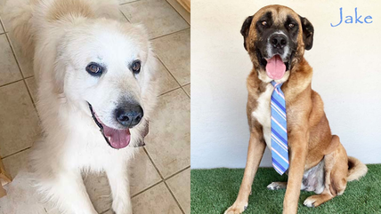 9 Giant Dogs in Need of Homes: Could You Be Their Perfect Match?