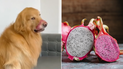 Caught Red-Handed: Golden Retriever’s Hilarious Attempt to Hide Dragon Fruit Theft Goes Viral!