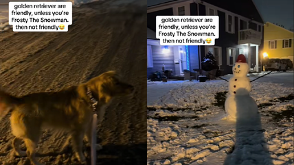 Watch: Golden Retriever’s Epic Showdown with a Snowman Will Have You Laughing!