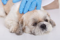 Maintaining the Health of Your Pet: Common Illnesses | Preventive Care