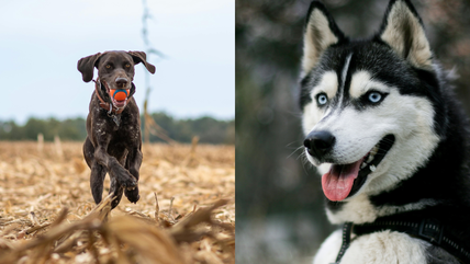 Avoid These 10 High Energy Dog Breeds If You Can’t Keep Up