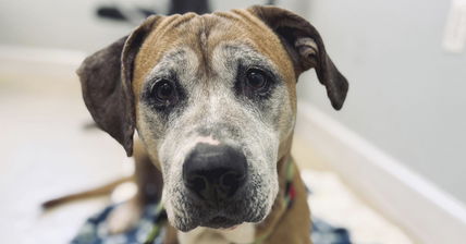 This Dog Was Saved From A House Of Horrors And Diagnosed With Cancer, And She Found A New Home In Time For The Holidays